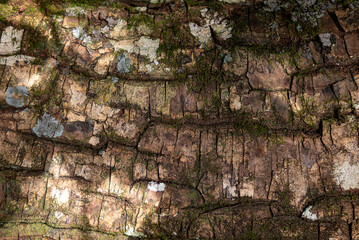 Photo of the surface of tree trunk bark 