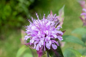 Fragrant pink monarda flowers in the garden.