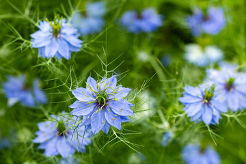 Beautiful nigella flowers blooming in the garden.