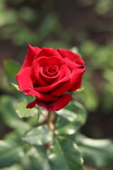 red rose in garden