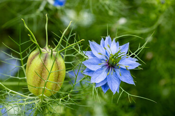 Beautiful nigella flowers and strangely shaped seeds blooming in the garden.