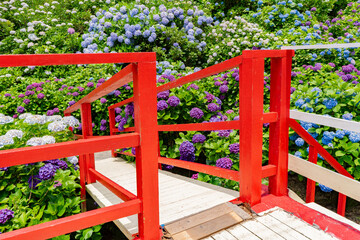 いこいの里園の紫陽花の風景（鹿屋市）