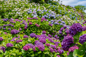 いこいの里園の紫陽花の風景（鹿屋市）