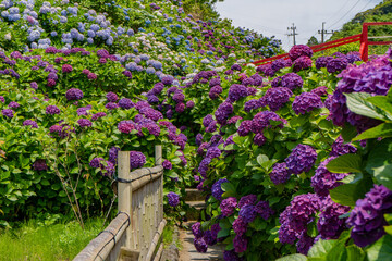 いこいの里園の紫陽花の風景（鹿屋市）