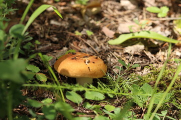 mushroom in the grass