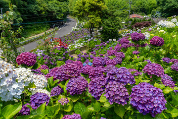 Obraz premium いこいの里園の紫陽花の風景（鹿屋市）