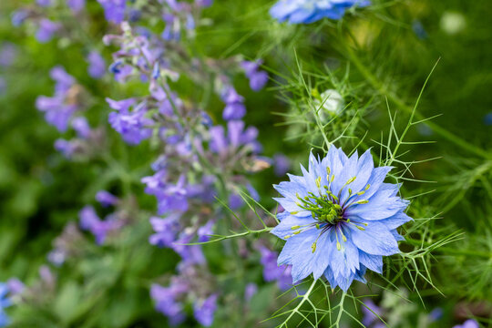 Beautiful nigella flowers and catmint flowers in the garden.