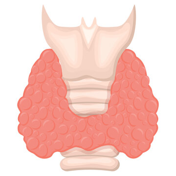Vector illustration of the human thyroid gland. The concept of organs for study for medical and biological purposes. Picture for books, magazines and articles