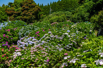 笠山観光農園の紫陽花の風景（阿久根市）