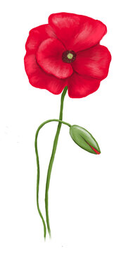 Illustrated flower of a Papaver rhoeas &ndash; Corn Poppy