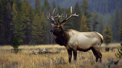 Fototapeta premium Bull Elk near Yellowstone National Park in Wyoming, USA