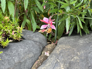 A Bee sits on a Pink Flower with green leaves and stones in the background and drinks nectar . Close-up nature photography.