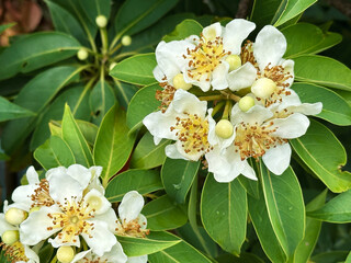 White flowers of a tropical tree with round fruits on a background of green leaves during rainy season.  Close-up nature photography.
