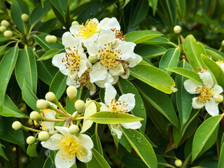 White flowers of a tropical tree with many round fruits on a background of green leaves with raindrops. Close-up nature photography. Floral concept for web, print and more