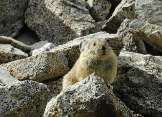 a cute american pika perched on a granite boulder in the indian peaks wilderness area  in summer along the hiking trail to lake isabelle in the rocky mountains of colorado