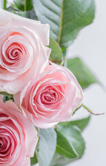 A flower heads of pink roses on white background.