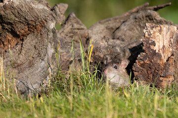 Fototapeta premium A small rat emerges from a hole on a tree stump. Its head is just visible as it looks to see if it is safe to come out. It shows detail in the whiskers