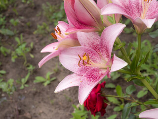 pink lilies in the garden closeup