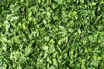 Background of green dry parsley. Vegetarian bio organic salad herb healthy eating. Home garden immunity-boosting herbs. Seasonal harvest cottagecore