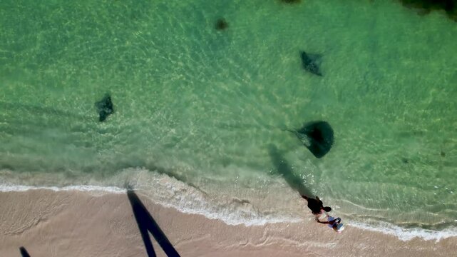 4K Aerial Drone Video of a couple walking along the white sand beach next to the blue crystal clear ocean next to the eagle rays and sting rays swimming