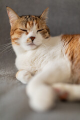Portrait of little adorable tricolor kitten sleeping on sofa