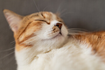 Portrait of little adorable tricolor kitten sleeping on sofa