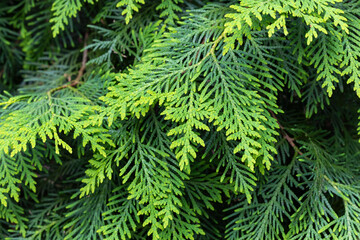Young leaves of the forest Oriental arborvitae.