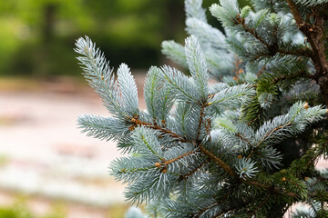 Close up of beautiful new shoots of Colorado spruce in spring in forest.