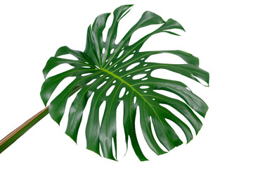 monstera deliciosa plant, single green leaf with stem isolated, philodendron © chbsc