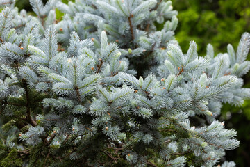 Beautiful new shoots of picea pungens in spring in forest.