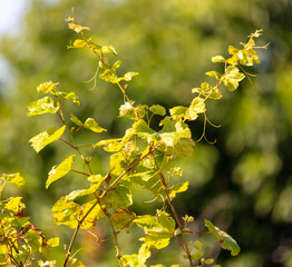 Grape mustache in nature. Close-up