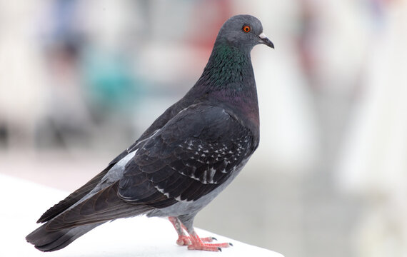 Portrait of a pigeon in the city. Close-up