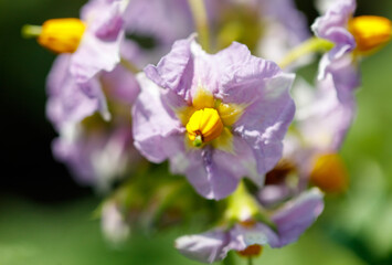 Close-up of a pink flower on a potato