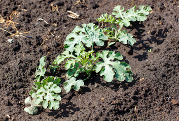 Watermelon plants in the ground in the garden