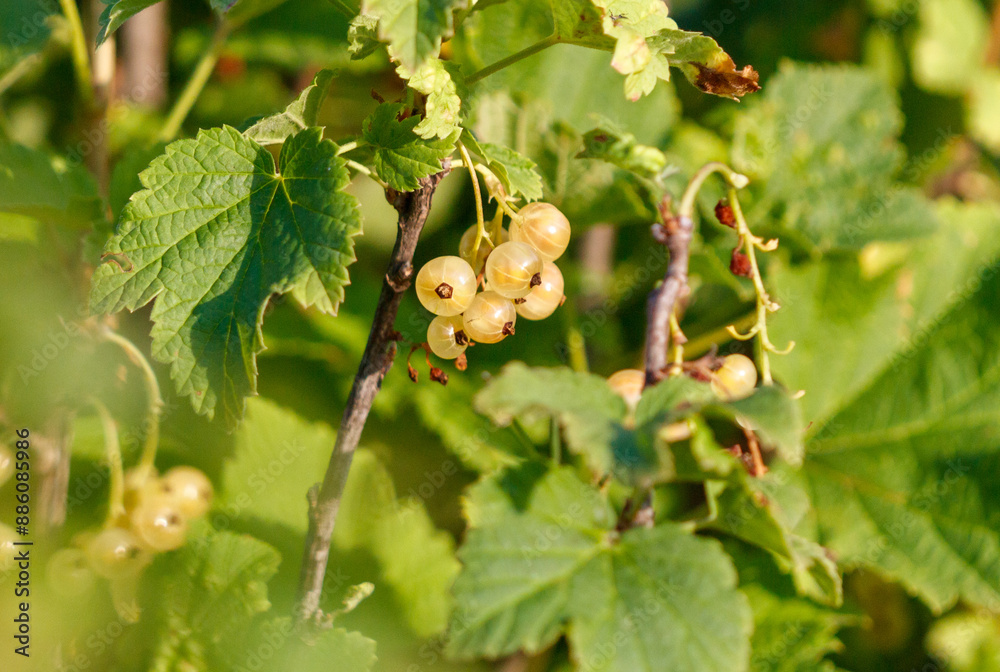 Wall mural close-up of a yellow currant on a plant branch