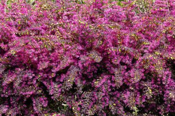 Obraz premium Chinese fringe bush flowers blooming in the garden hedge.