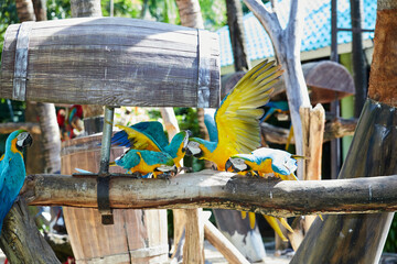 Close-up of parrot macaw on branch