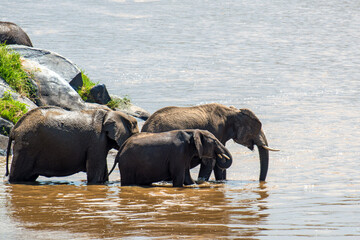 Elephant in water. National park of Kenya, Africa