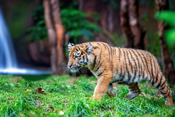 Tiger cub in the wild. Baby animal in green grass on waterfall background