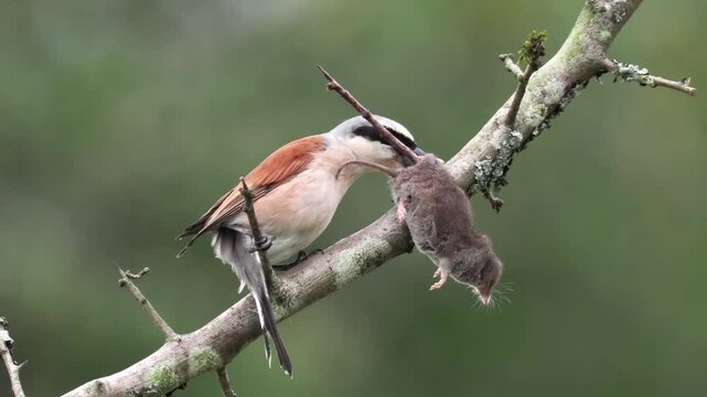 Neunt&ouml;ter (Lanius collurio)  mit Spitzmaus