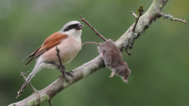 Neunt&ouml;ter (Lanius collurio)  mit Spitzmaus
