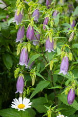 Beautiful bellflower flowers in the garden.
