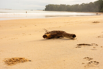 An  piece of wood looking like a strange creature. Palm tree washed up from the sea to the beach. A tranquil view of on a sandy beach and wooden prawn created by nature.