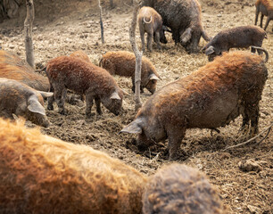 Naklejka premium Group of mangalica pigs