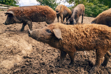 Fototapeta premium Mangalica pig is standing in mud