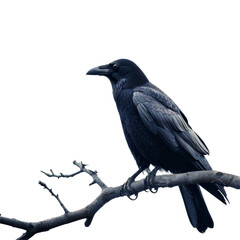 Obraz premium Black Crow on Branch for Horror Movie Isolated on Transparent or White Background, PNG