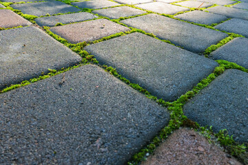 Fototapeta premium A perspective view of a concrete slab sidewalk with moss in between. Sunlight is visible in the distance. Close-up. Background. Blank.