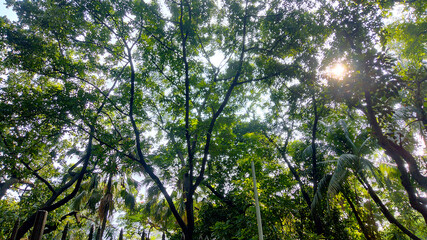 Wonderful View of green trees in forest