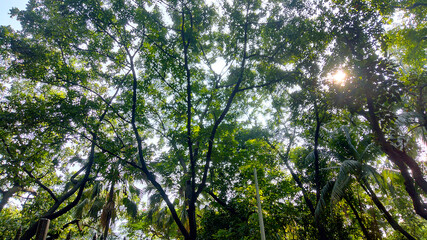 Wonderful View of green trees in forest