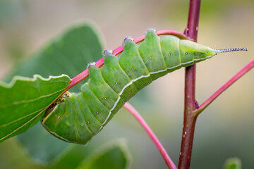 Fototapeta premium Cerura iberica. Poplar Butterfly caterpillar on a branch feeding on a leaf.
